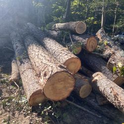 Free Logs 