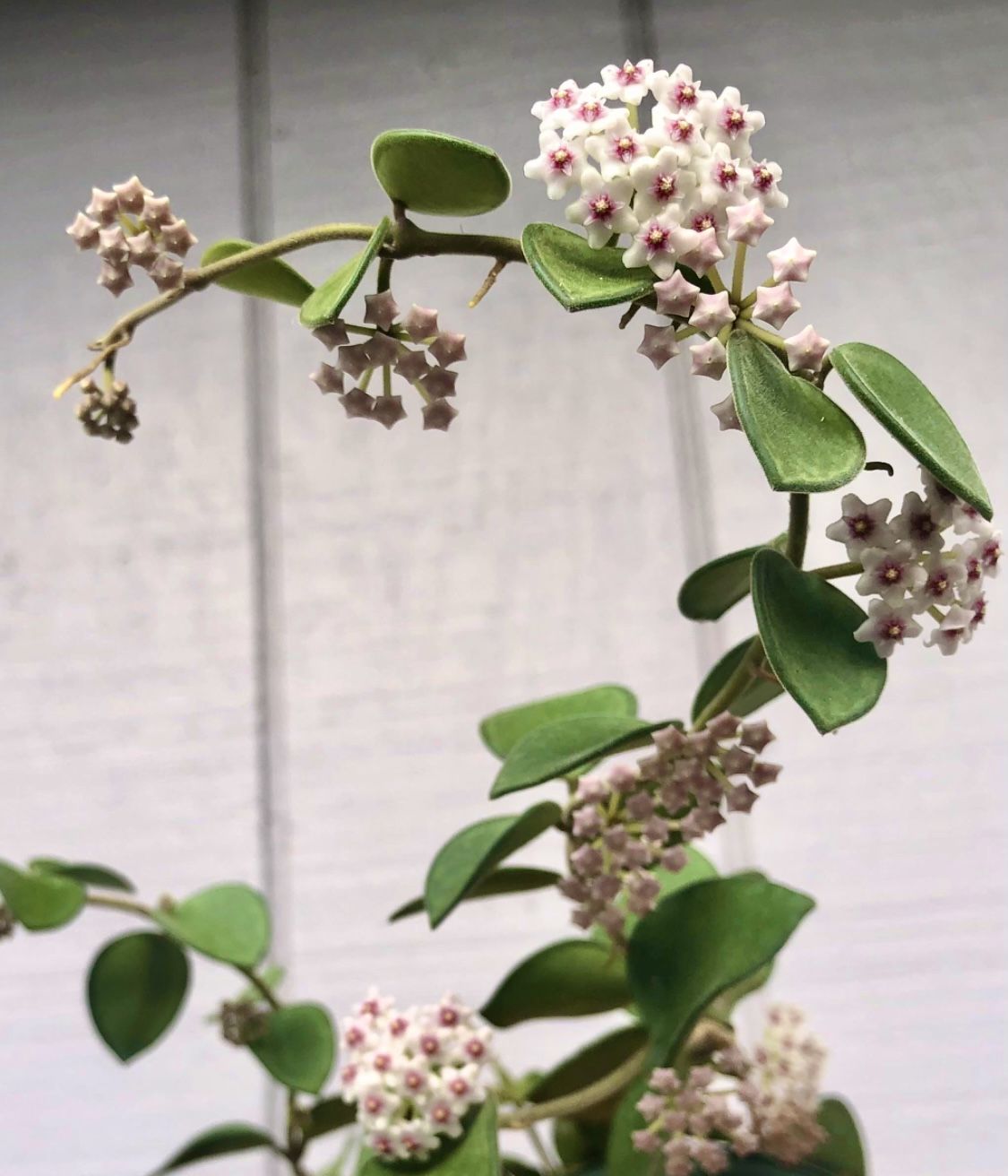 Hoya Nummularioides Rare Indoor Plant