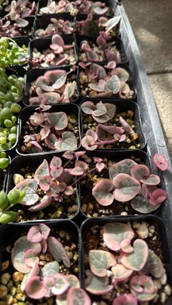 2” Pot Variegated String of Hearts $2 Each 