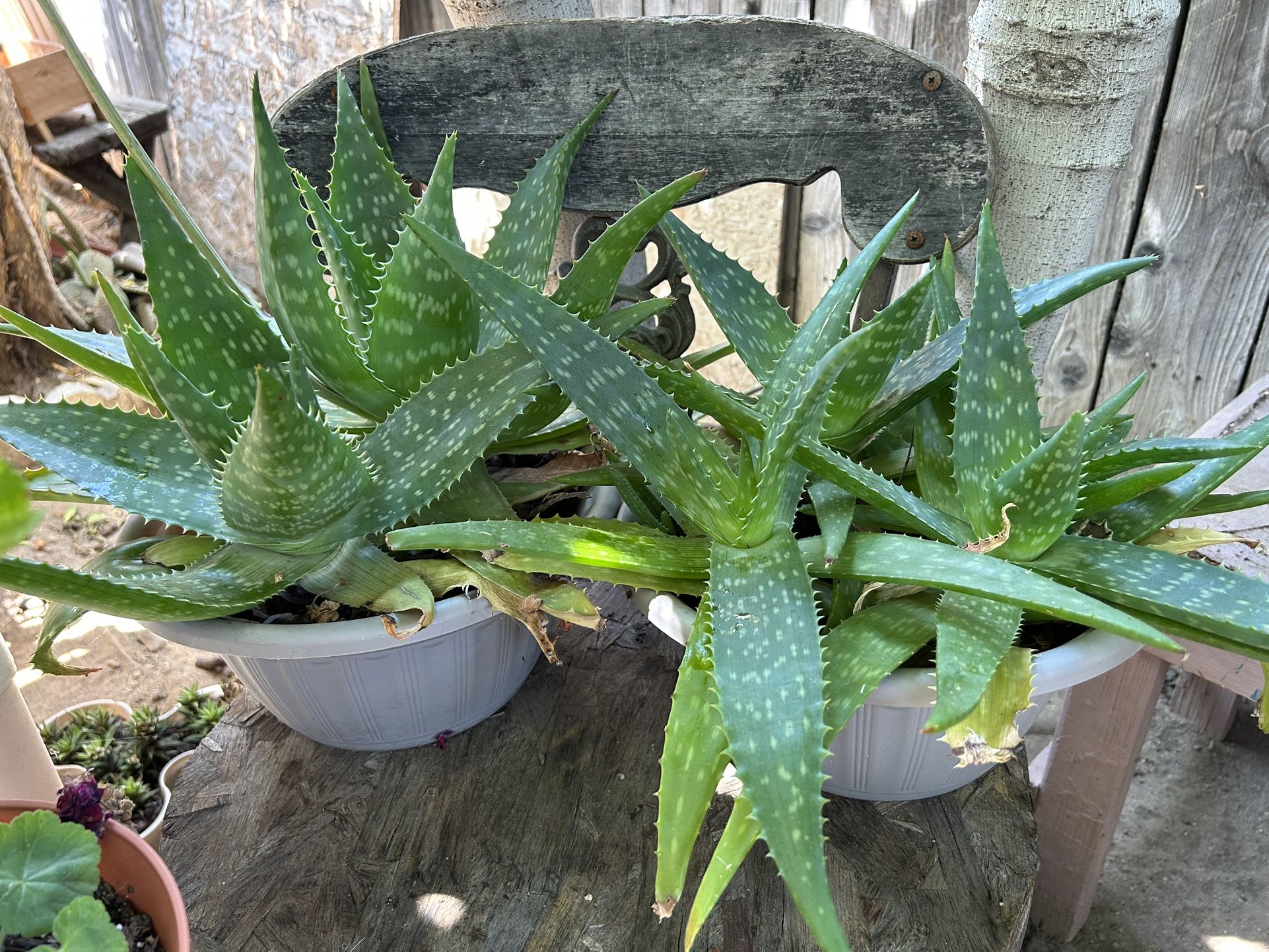 Succulent Plant