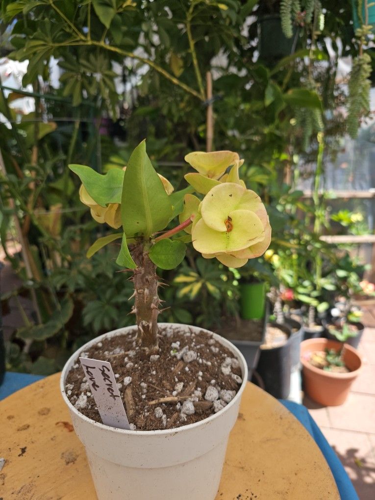 Secret Love Crown Of Thorns