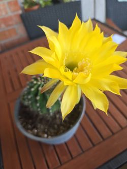 Lily Cactus flowering