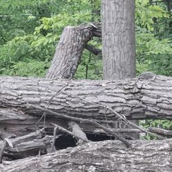 WHITE OAK LUMBER FOR SALE
