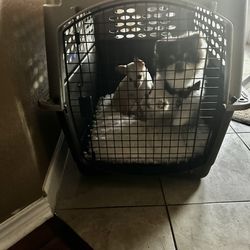 Large Dog Crate For Sale