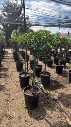 Gardenia veitchi 15g