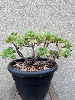 Haworths Aeonium Succulent Plant