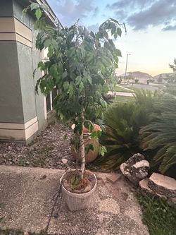 Artificial plant 🪴