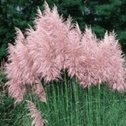 Pink Pampas Grass Plug Lot Of 12 Plants.