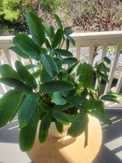 Ctenanthe Lubbersiana
