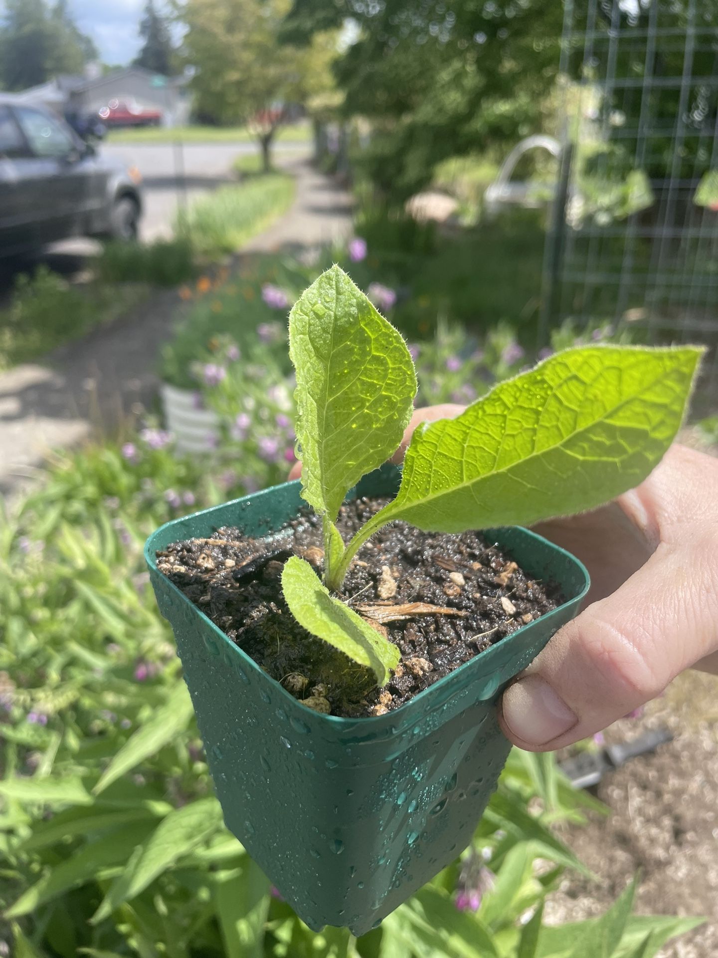 Comfrey Starts