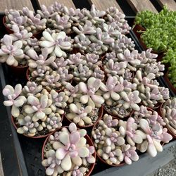 Moonstone Succulent Plants In 4” Pots $4 Each 