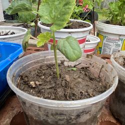 Okra Seedlings 