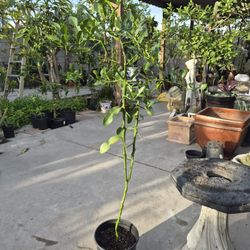 Kaffir Lime Tree 