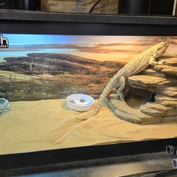 Reptile Tank with Lid (55 Gallons)