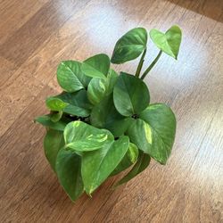 Golden Pothos Plant In Terracotta Pot + Free Bird Of Paradise Plant Starter