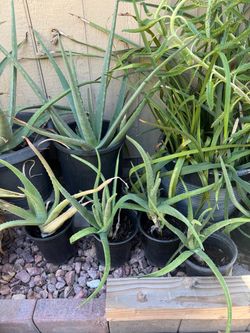Aloe vera plants