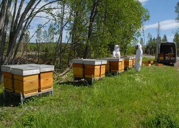 Beekeeping, Bees, Polination, Apiary, Fruit Trees, Free Honey 🍯