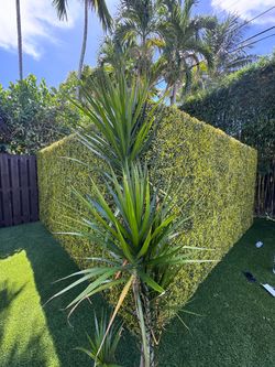Boxwood clover Ivy artificial greenery wall installation services you can trust