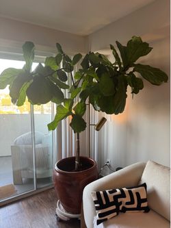 Mature fiddle leaf fig (Ficus lyrata) plant for sale