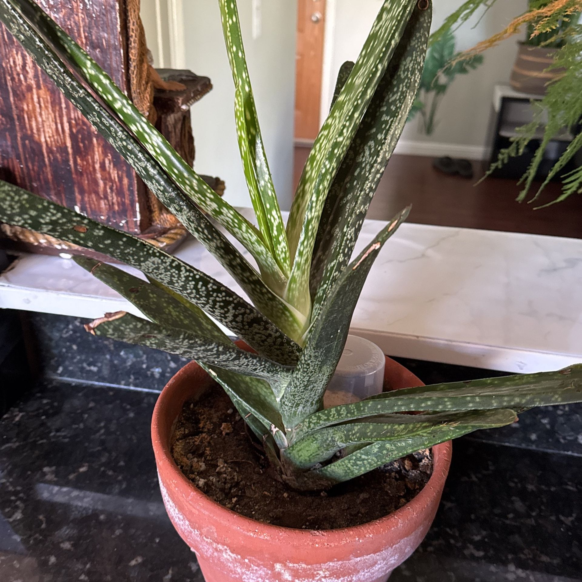 plant