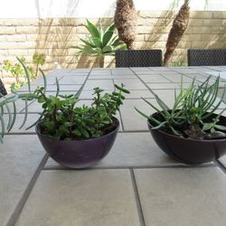 Set Of Purple Garden Pots With Succulents