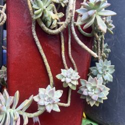 Small Ceramic Pot With Succulent Plant