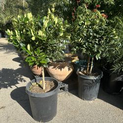 Topiary Privet Plant 15gal 