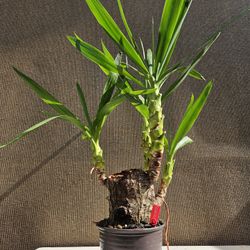 Old Yucca Bonsai Tree   ( OUTDOOR and INDOOR PLANT )