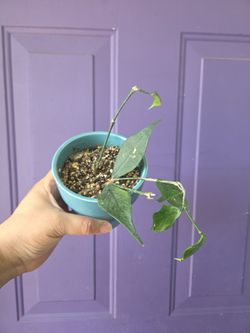 Hoya FishTail  polyneura