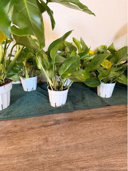 Indoor plants