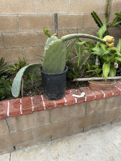 Una Planta De Nopal 