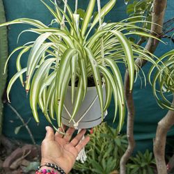 Plants con colgadera $12 each