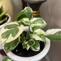 Pothos N Joy Indoor Plant