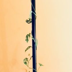 Live Indoor Monstera Adansonii Swiss Cheese Vine Plant House 