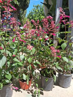 Salvia