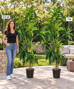 2  pc new in box artificial plants 2x$180