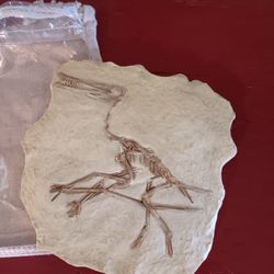 Dino Fossil Wall Art Approximately 6x6