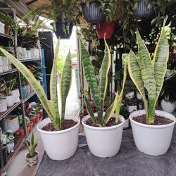 Snake Plants 