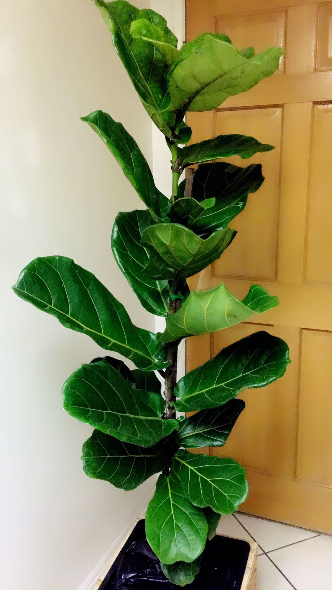 Fiddle Leaf Fig Plant - Over 5 feet tall. Just the plant only. PLANTER NOT INCLUDED🌱
