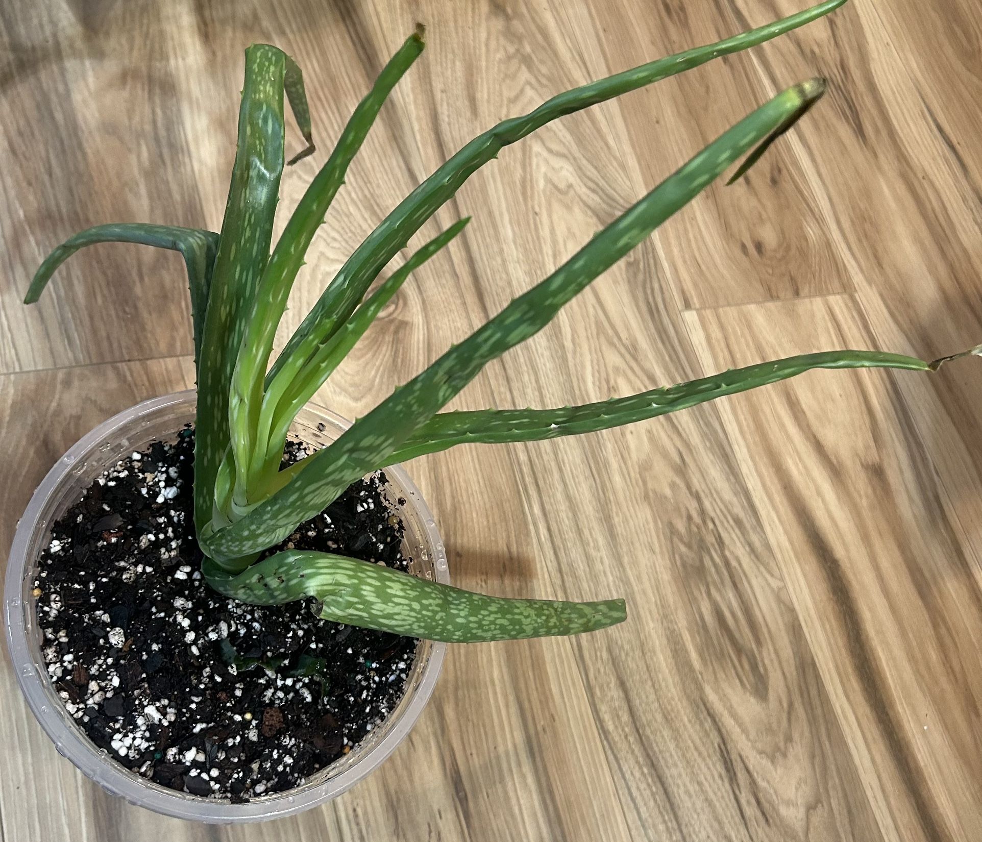 Aloe Plants