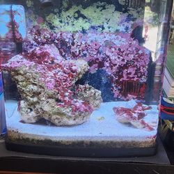 Coralife biocube 16gallon