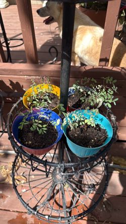 Plants