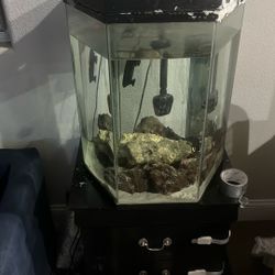 Fish Tank 