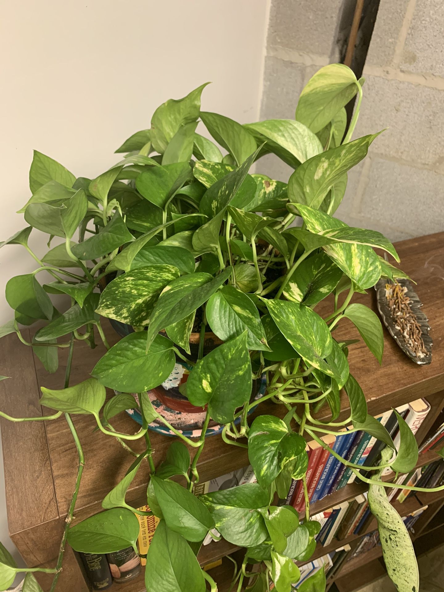 Pothos plant