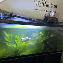 55 Gallon Fish Tank Tank And Stand and filters 