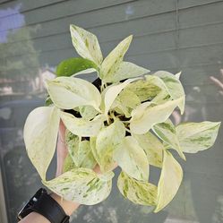 Marble Queen/Snow Queen Pothos Plant