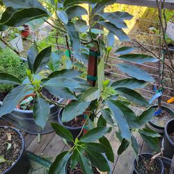 Lamb Hass Avocado Tree