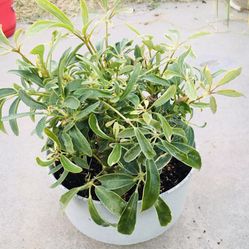Plant (umbrella Plant)