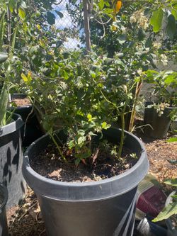Blueberry plant