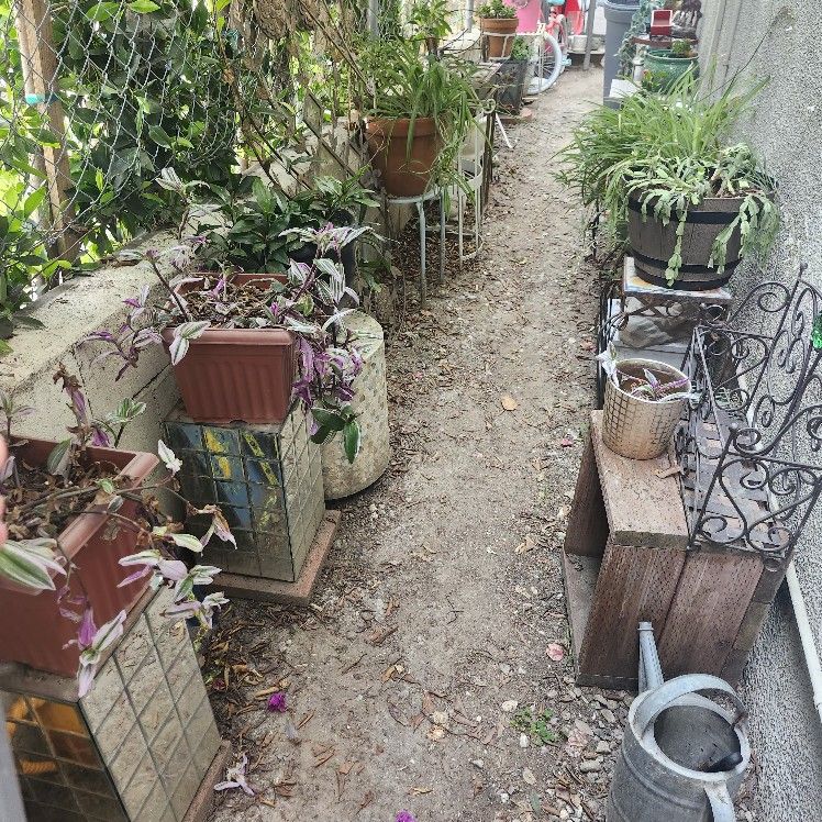 Alot Of Different Plants / Pots / Plant Stands / Everything Must Got Big Sale!!!!!